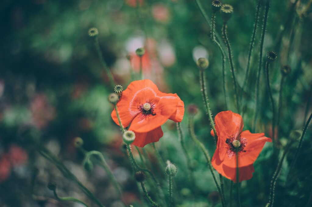 Each There - A Happy Poem by Poet Guy Farmer