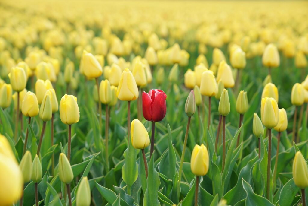 I've Always Felt Different - Free Verse Poems about Life